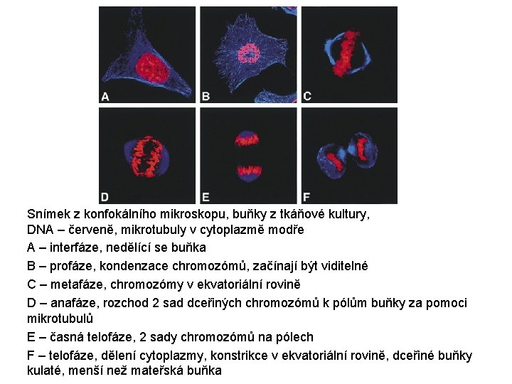 Snímek z konfokálního mikroskopu, buňky z tkáňové kultury, DNA – červeně, mikrotubuly v cytoplazmě