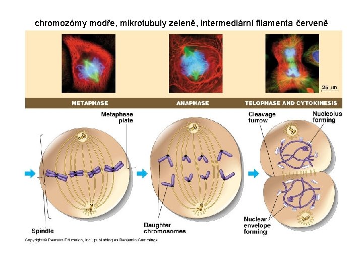 chromozómy modře, mikrotubuly zeleně, intermediární filamenta červeně 