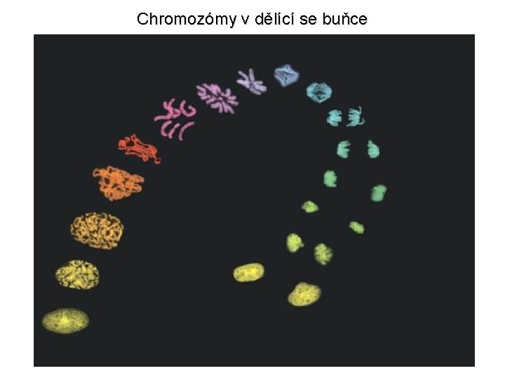 Chromozómy v dělící se buňce 