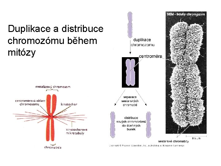 Duplikace a distribuce chromozómu během mitózy 