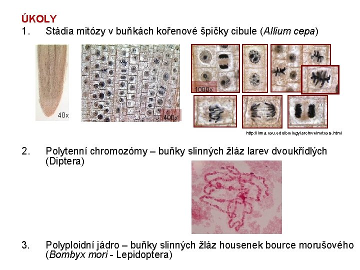 ÚKOLY 1. Stádia mitózy v buňkách kořenové špičky cibule (Allium cepa) 1000 x 400