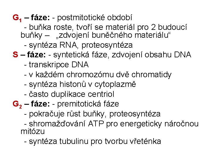 G 1 – fáze: - postmitotické období - buňka roste, tvoří se materiál pro