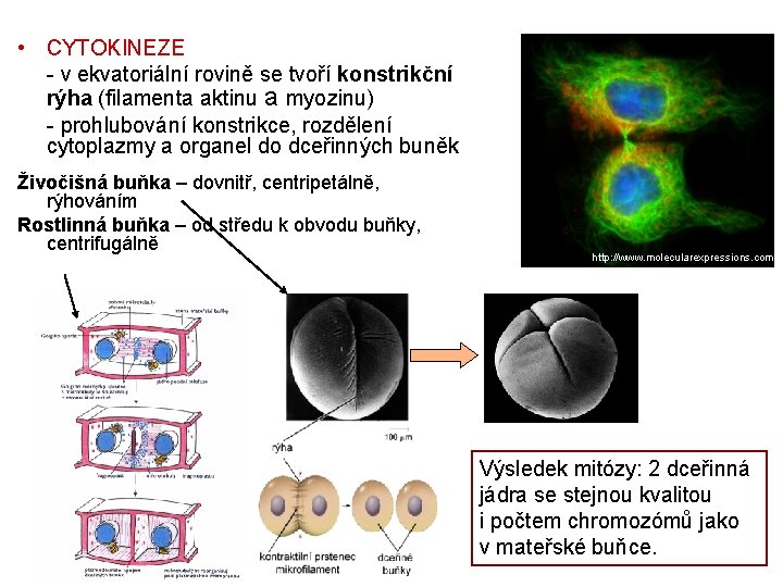  • CYTOKINEZE - v ekvatoriální rovině se tvoří konstrikční rýha (filamenta aktinu a