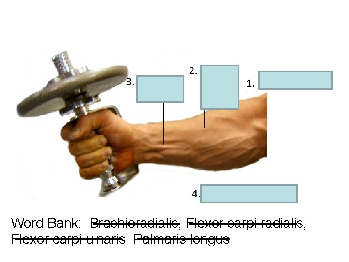 Word Bank: Brachioradialis, Flexor carpi radialis, Flexor carpi ulnaris, Palmaris longus 