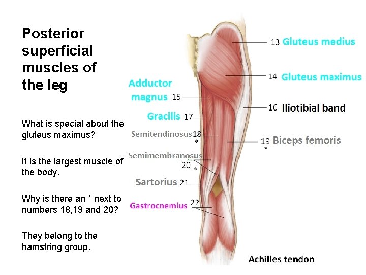 Posterior superficial muscles of the leg What is special about the gluteus maximus? It