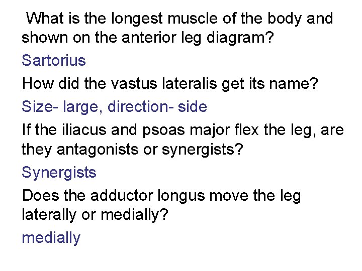  What is the longest muscle of the body and shown on the anterior
