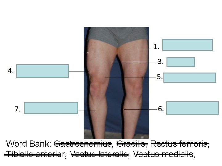 Word Bank: Gastrocnemius, Gracilis, Rectus femoris, Tibialis anterior, Vastus lateralis, Vastus medialis, 