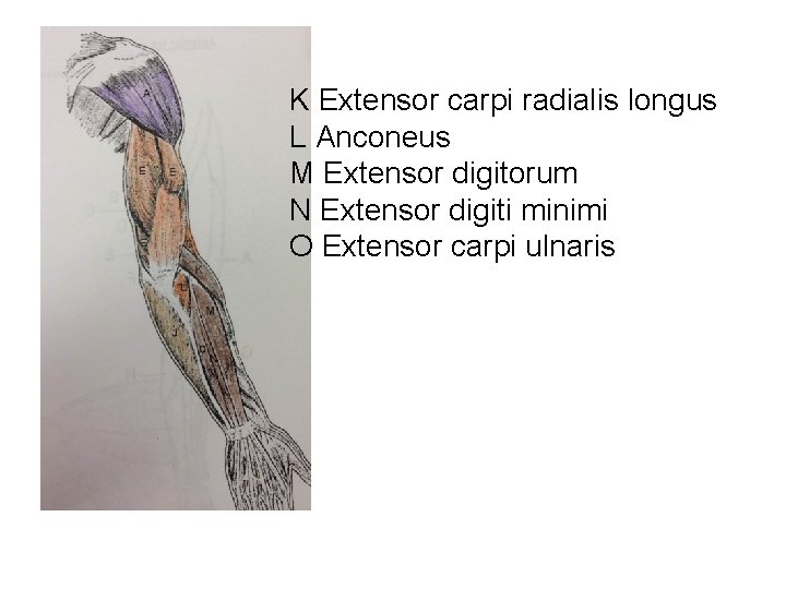 K Extensor carpi radialis longus L Anconeus M Extensor digitorum N Extensor digiti minimi