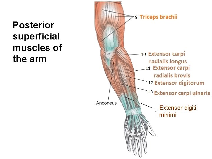 Posterior superficial muscles of the arm 14 Extensor digiti minimi 