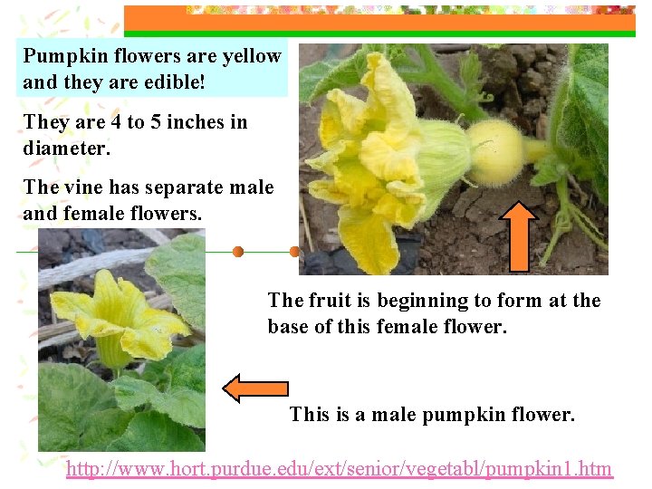 Pumpkin flowers are yellow and they are edible! They are 4 to 5 inches