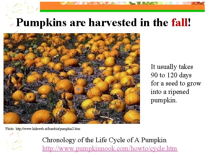 Pumpkins are harvested in the fall! It usually takes 90 to 120 days for