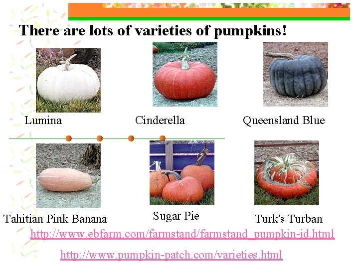 There are lots of varieties of pumpkins! Lumina Cinderella Queensland Blue Sugar Pie Tahitian