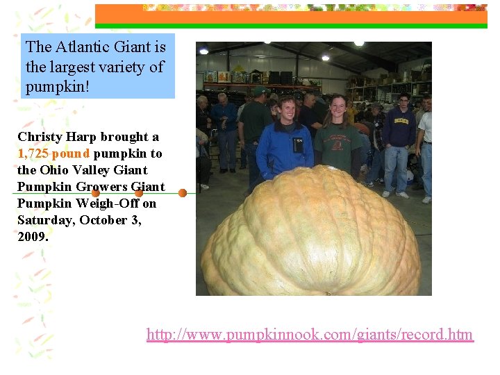 The Atlantic Giant is the largest variety of pumpkin! Christy Harp brought a 1,