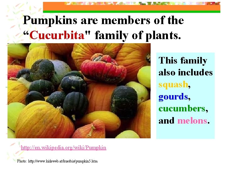 Pumpkins are members of the “Cucurbita" family of plants. This family also includes squash,