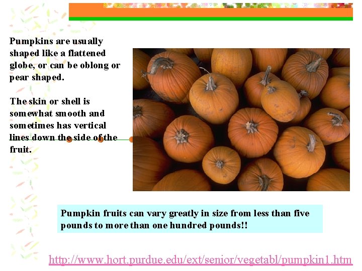 Pumpkins are usually shaped like a flattened globe, or can be oblong or pear