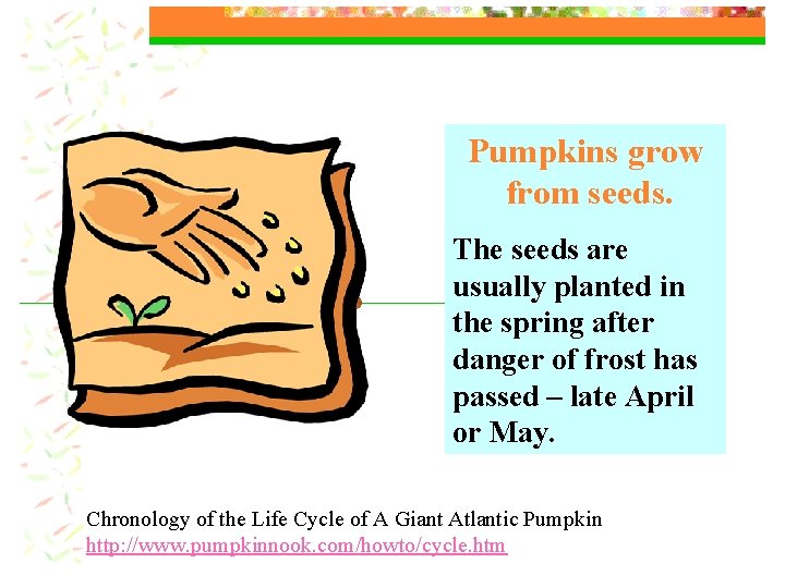 Pumpkins grow from seeds. The seeds are usually planted in the spring after danger