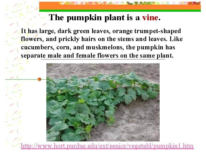 The pumpkin plant is a vine. It has large, dark green leaves, orange trumpet-shaped