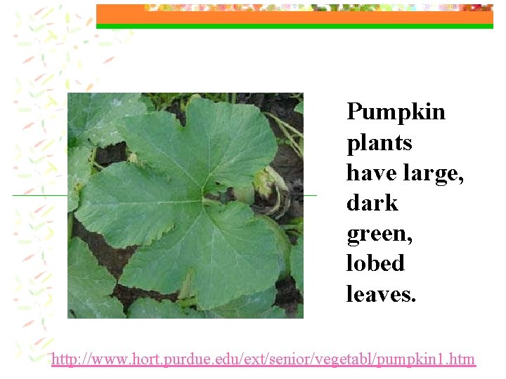 Pumpkin plants have large, dark green, lobed leaves. http: //www. hort. purdue. edu/ext/senior/vegetabl/pumpkin 1.