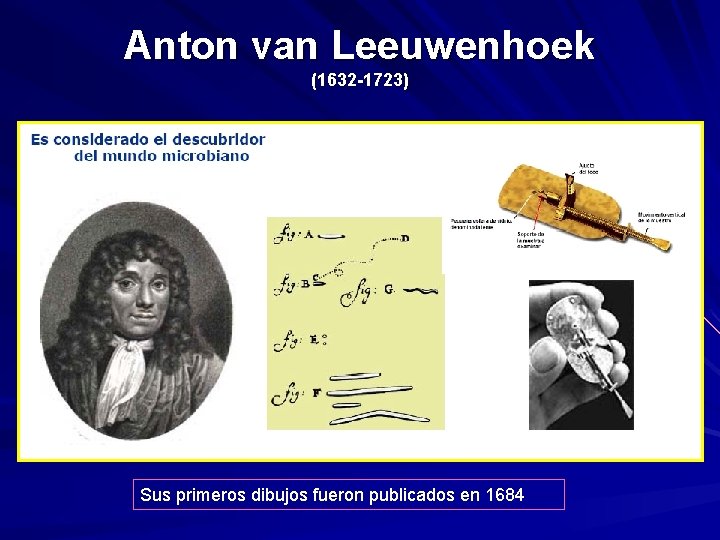 Anton van Leeuwenhoek (1632 -1723) Sus primeros dibujos fueron publicados en 1684 Anton van Leeuwenhoek (1632 -1723) Sus primeros dibujos fueron publicados en 1684