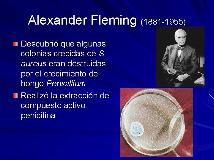 Alexander Fleming (1881 -1955) Descubrió que algunas colonias crecidas de S. aureus eran destruidas Alexander Fleming (1881 -1955) Descubrió que algunas colonias crecidas de S. aureus eran destruidas