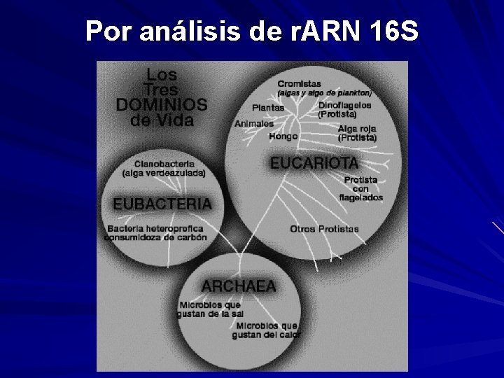 Por análisis de r. ARN 16 S Por análisis de r. ARN 16 S