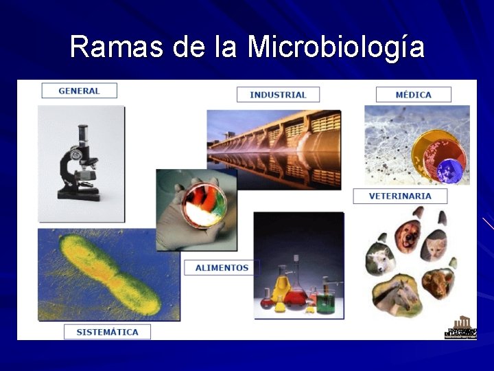 Ramas de la Microbiología Ramas de la Microbiología