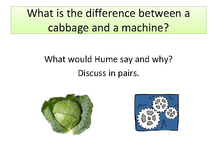 What is the difference between a cabbage and
