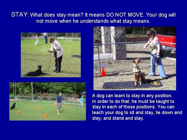 STAY: What does stay mean? It means DO NOT MOVE. Your dog will not