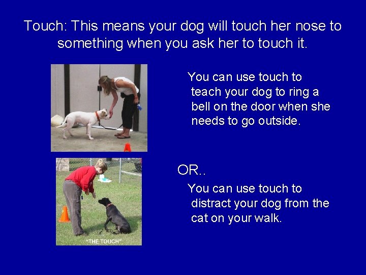 Touch: This means your dog will touch her nose to something when you ask