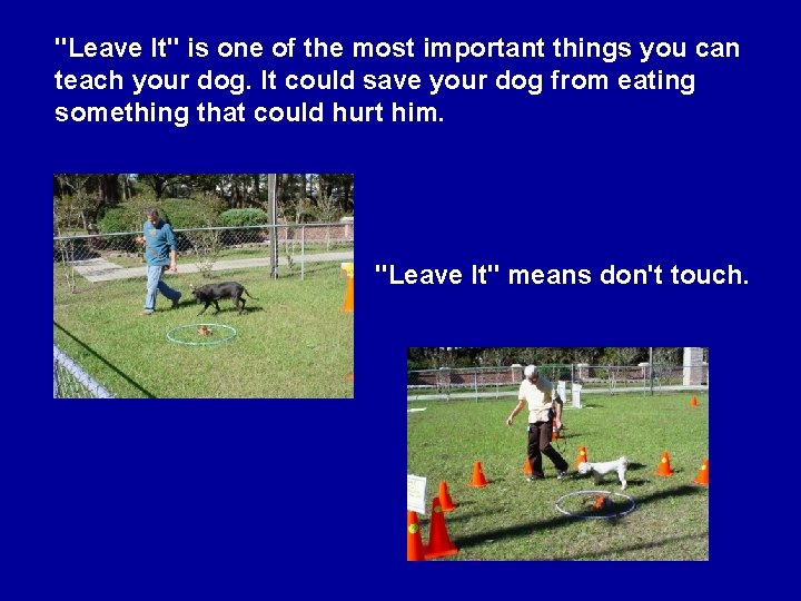 "Leave It" is one of the most important things you can teach your dog.