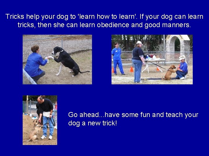 Tricks help your dog to 'learn how to learn'. If your dog can learn