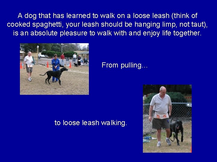 A dog that has learned to walk on a loose leash (think of cooked