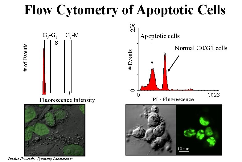 G 0 -G 1 S G 2 -M Apoptotic cells # Events # of