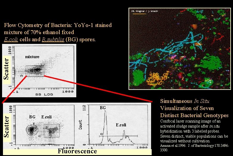 Scatter Flow Cytometry of Bacteria: Yo. Yo-1 stained mixture of 70% ethanol fixed E.