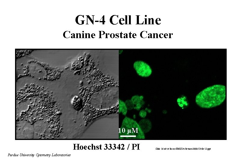 GN-4 Cell Line Canine Prostate Cancer Conjugated Linoleic Acid 200 µM 24 hours 10