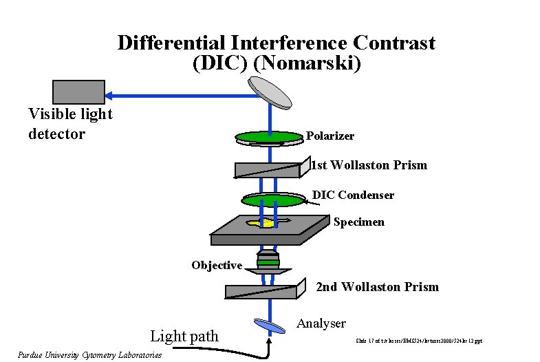 Differential Interference Contrast (DIC) (Nomarski) Visible light detector Polarizer 1 st Wollaston Prism DIC