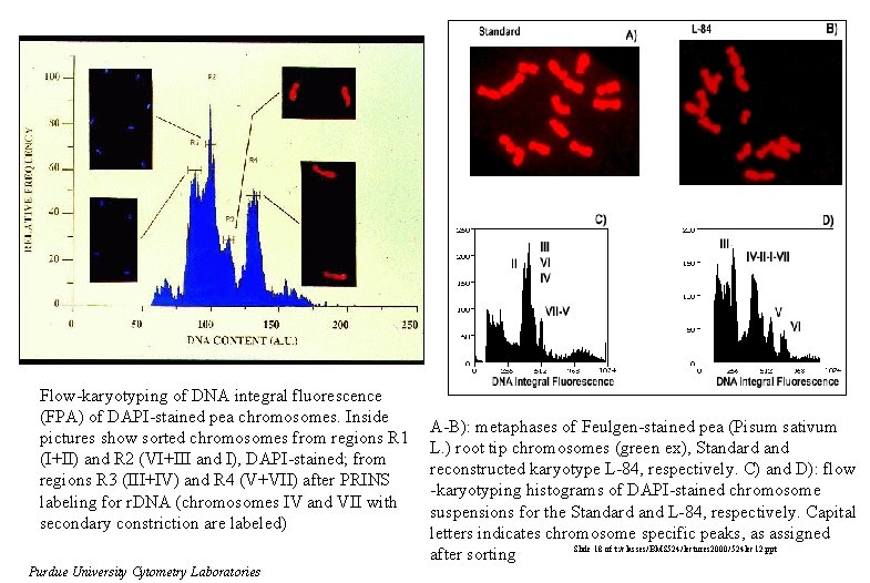 Flow-karyotyping of DNA integral fluorescence (FPA) of DAPI-stained pea chromosomes. Inside pictures show sorted