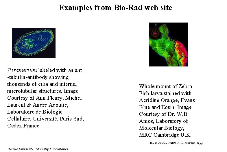 Examples from Bio-Rad web site Paramecium labeled with an anti -tubulin-antibody showing thousands of