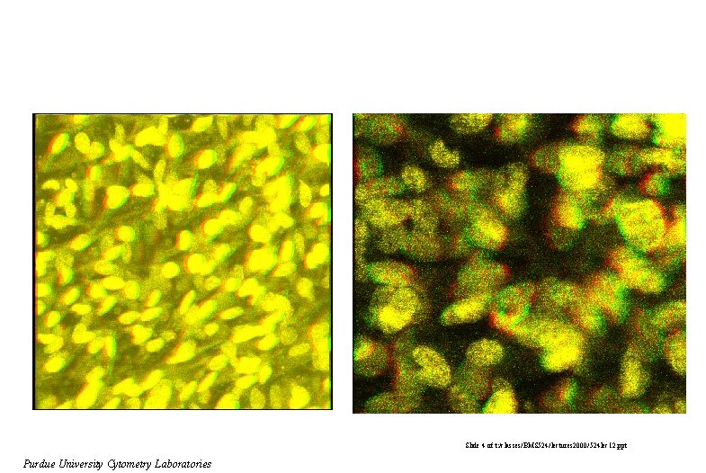 Slide 4 of t: /classes/BMS 524/lectures 2000/524 lec 12. ppt Purdue University Cytometry Laboratories