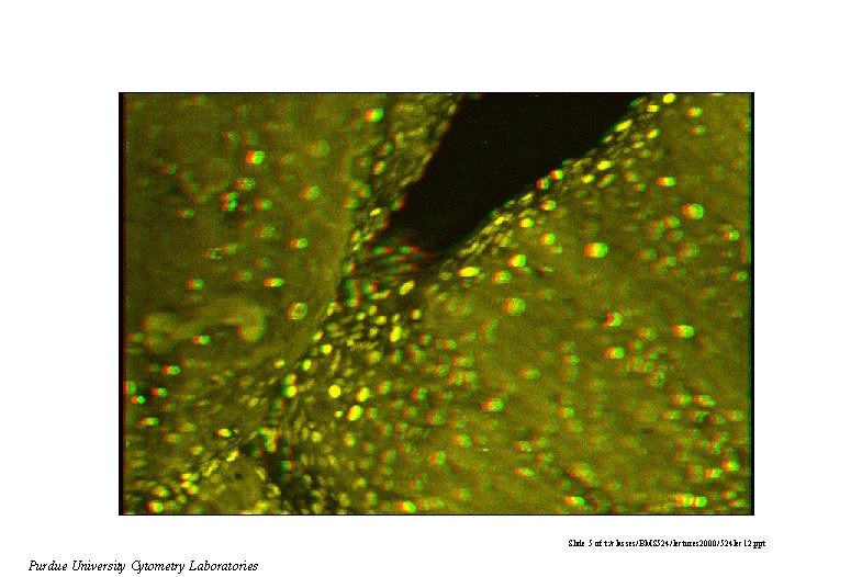 Slide 5 of t: /classes/BMS 524/lectures 2000/524 lec 12. ppt Purdue University Cytometry Laboratories