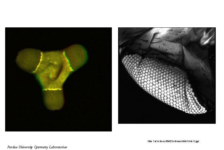 Slide 7 of t: /classes/BMS 524/lectures 2000/524 lec 12. ppt Purdue University Cytometry Laboratories