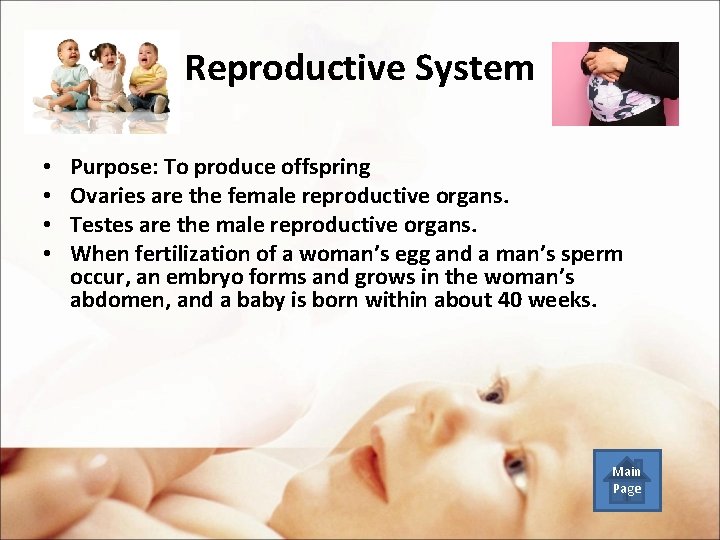 Reproductive System • • Purpose: To produce offspring Ovaries are the female reproductive organs.