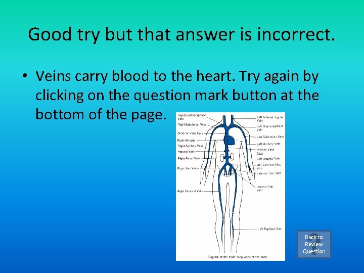 Good try but that answer is incorrect. • Veins carry blood to the heart.