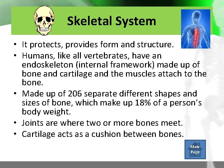 Skeletal System • It protects, provides form and structure. • Humans, like all vertebrates,