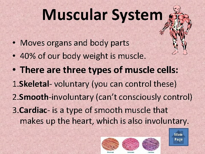 Muscular System • Moves organs and body parts • 40% of our body weight