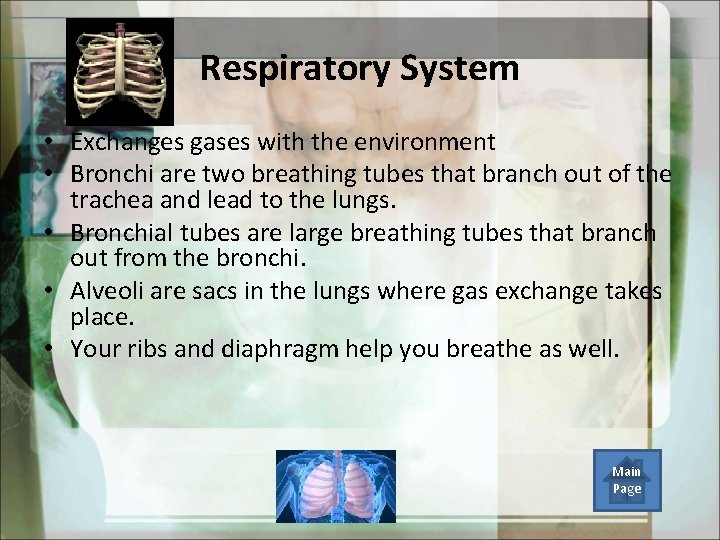  Respiratory System • Exchanges gases with the environment • Bronchi are two breathing
