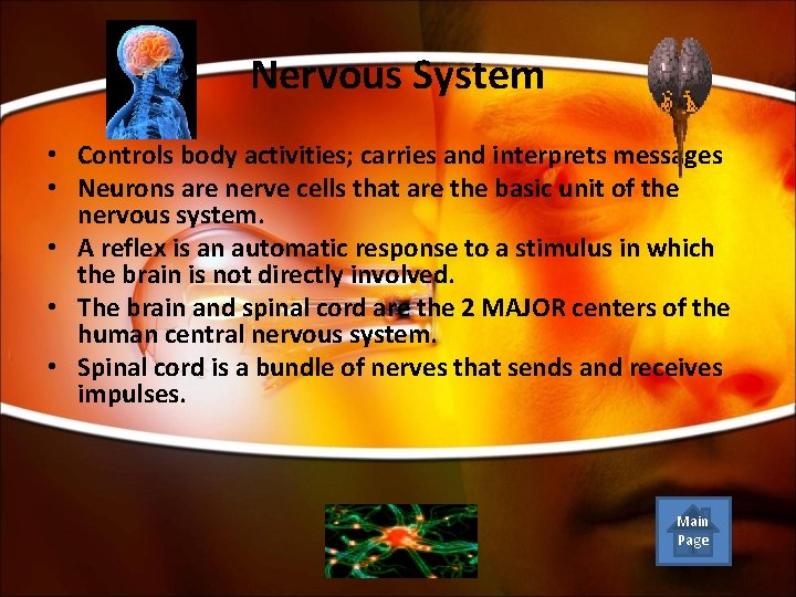 Nervous System • Controls body activities; carries and interprets messages • Neurons are nerve