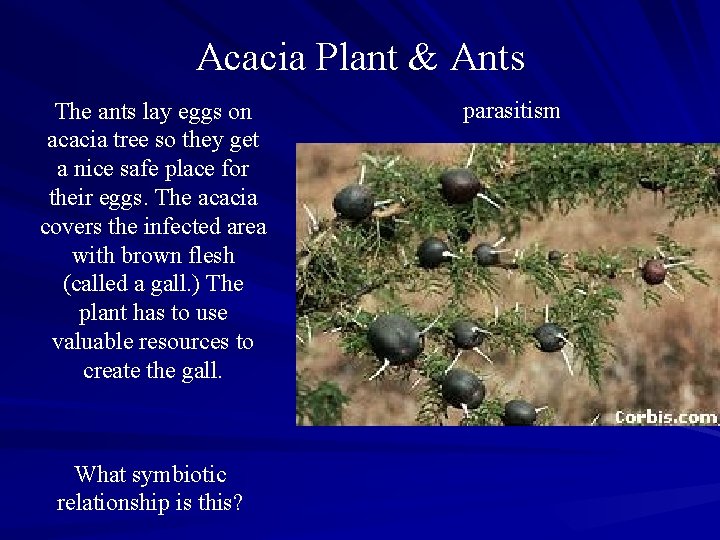 Acacia Plant & Ants The ants lay eggs on acacia tree so they get