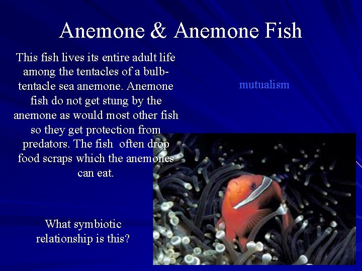 Anemone & Anemone Fish This fish lives its entire adult life among the tentacles