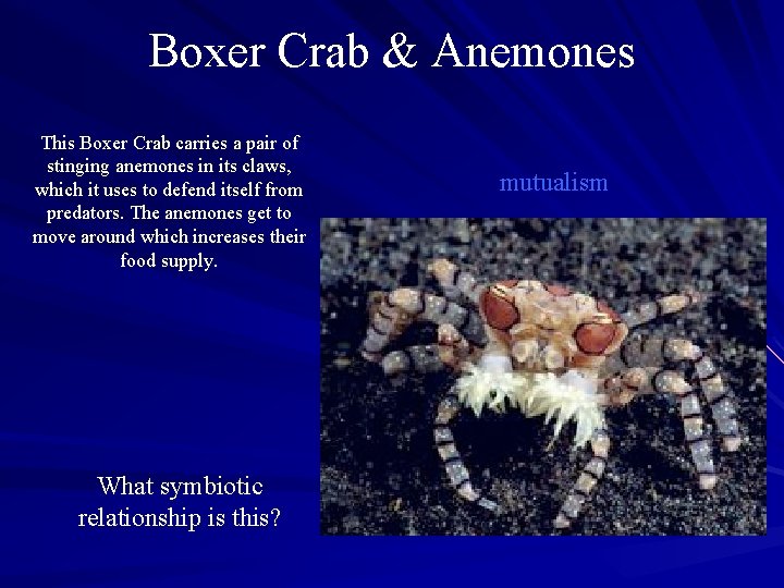 Boxer Crab & Anemones This Boxer Crab carries a pair of stinging anemones in